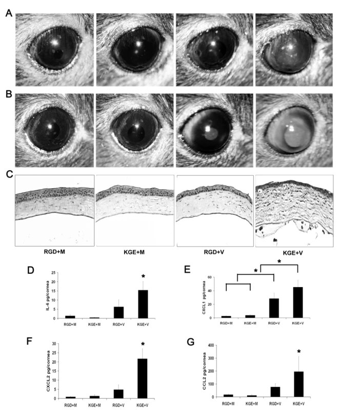 RGD inhibits leukocyte infiltration and cytokine expression in the adenovirus infected cornea.