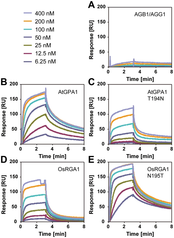 Affinity of plant Gα to AtRGS1 immobilized on the SPR biosensor.