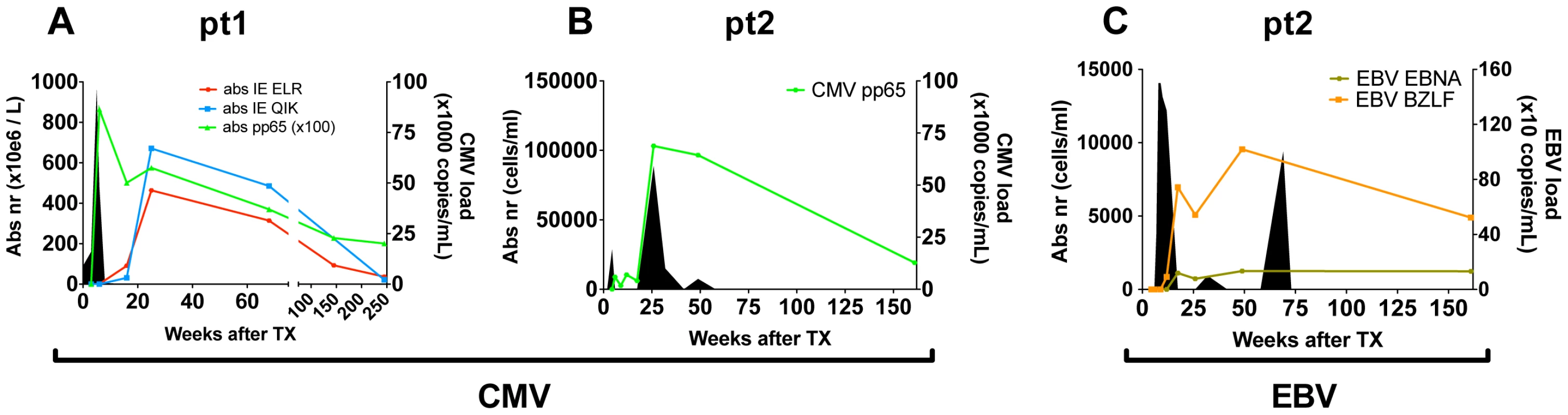 Overview of viral infections and CD8<sup>+</sup> T cell responses following primary hCMV and EBV infection.