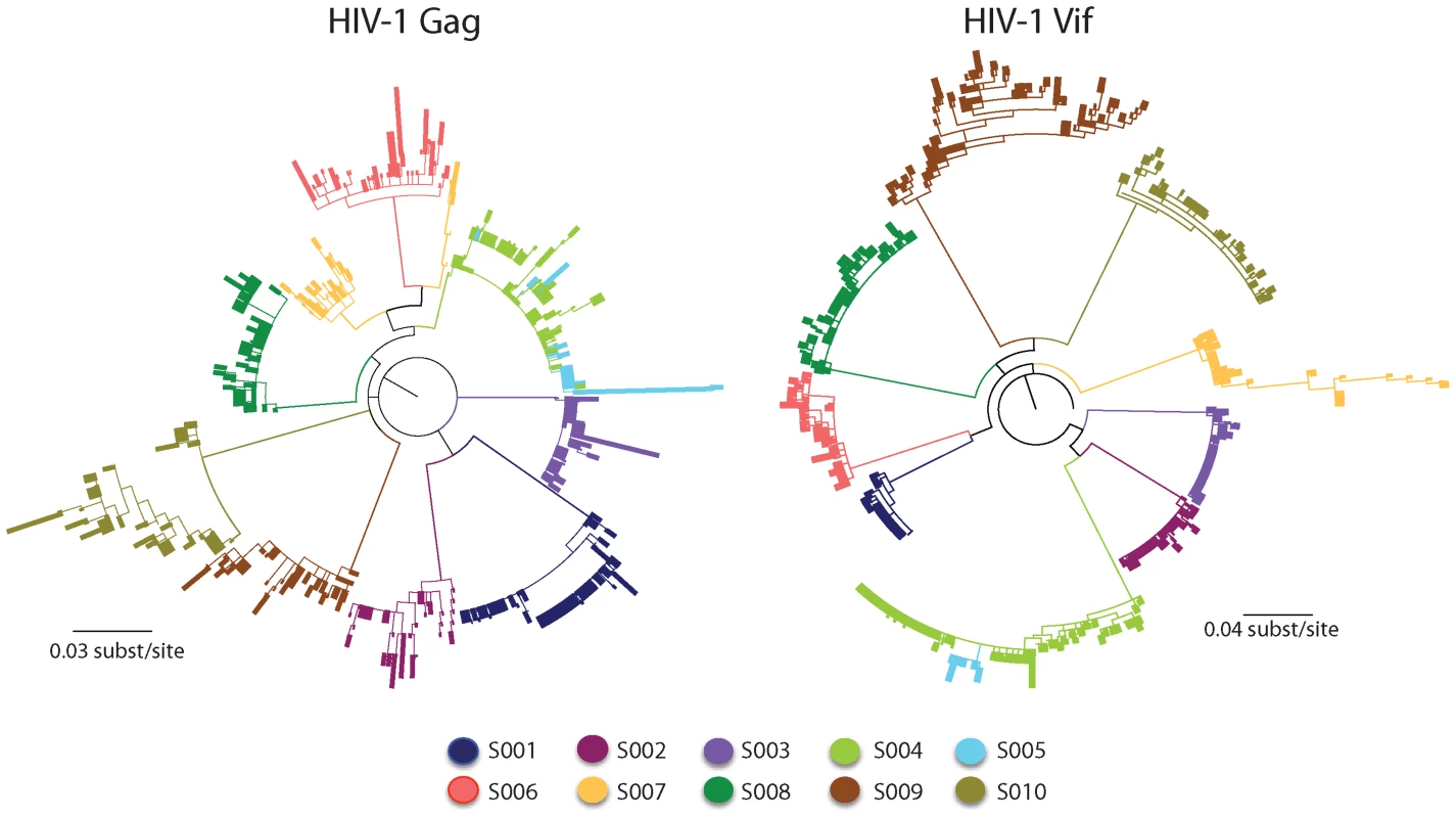 Maximum-likelihood tree for HIV-1 sequences from the patients studied.