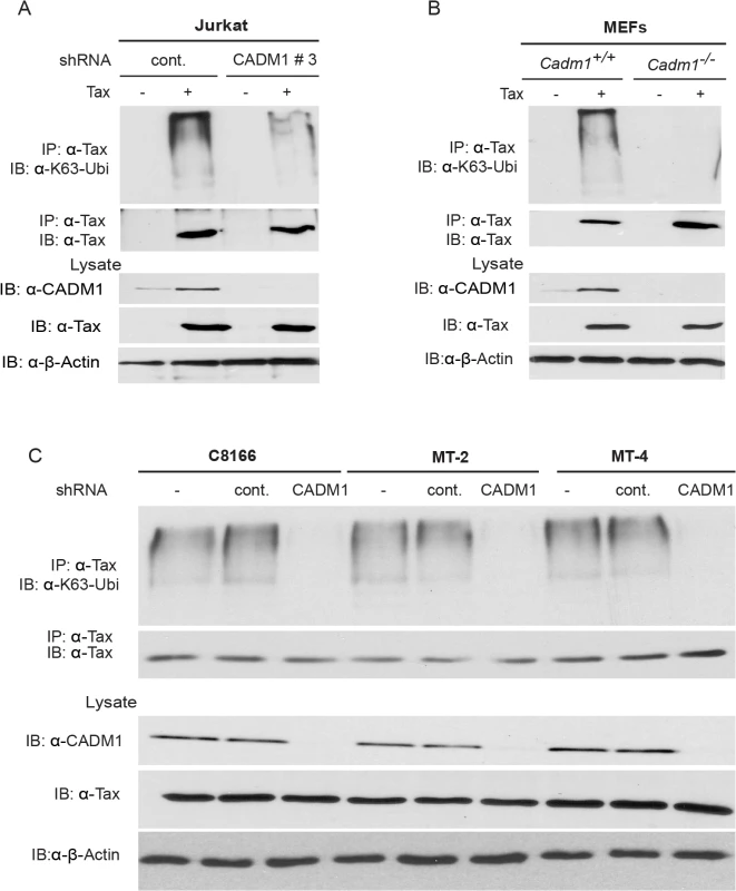 CADM1 is required for Tax K63-linked polyubiquitination.