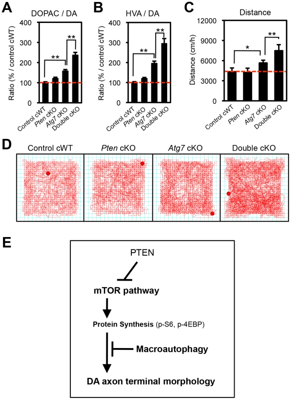 Atg7 and Pten double deficiency synergistically increases DA turnover and DA-associated behaviors.