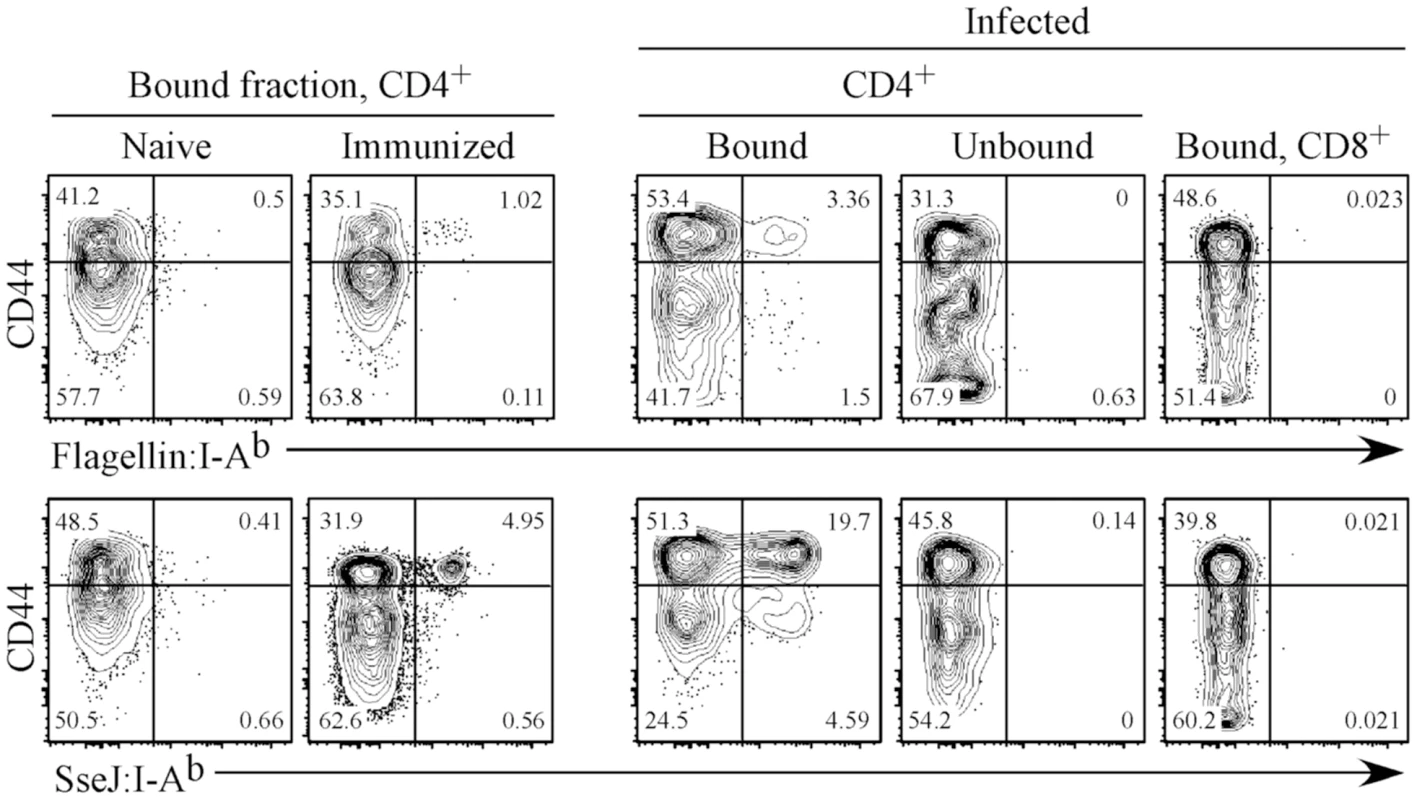 Expansion of endogenous flagellin<sub>427–441</sub>- or SseJ<sub>329–341</sub>-specific CD4 T cells after peptide immunization or <i>Salmonella</i> infection of mice.