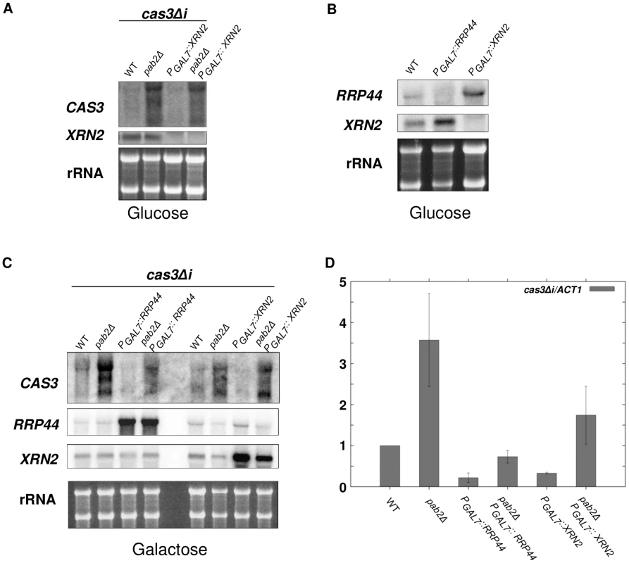 Xrn2p degrades <i>cas3Δi</i> mRNA in a Pab2p-dependent fashion.