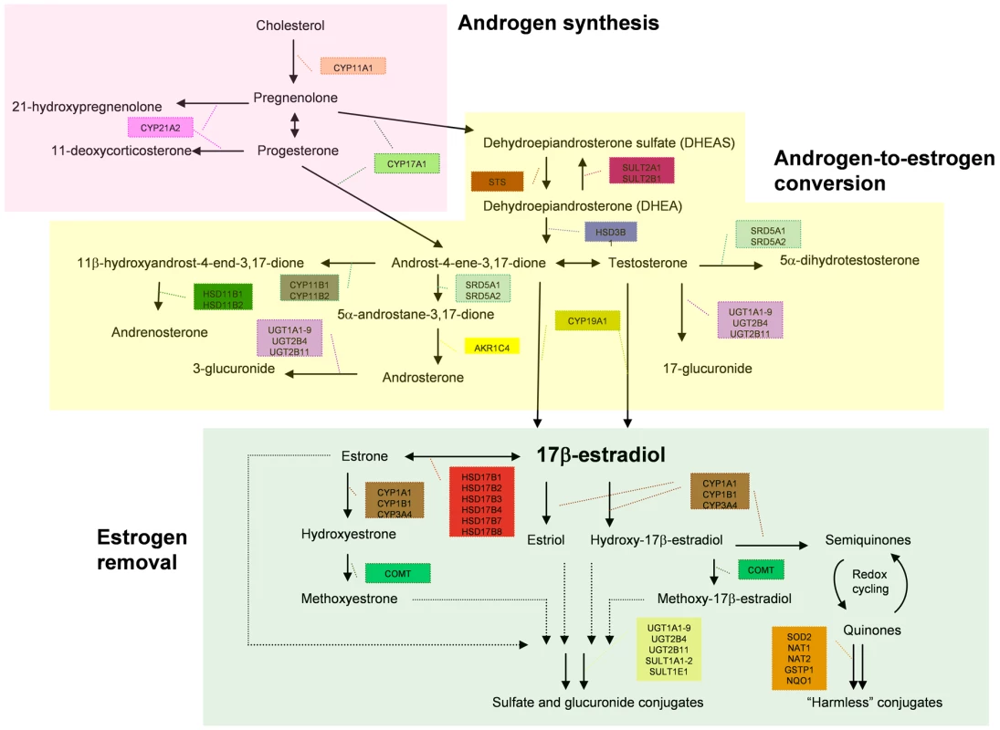 Subdivision of the estrogen metabolic pathway.