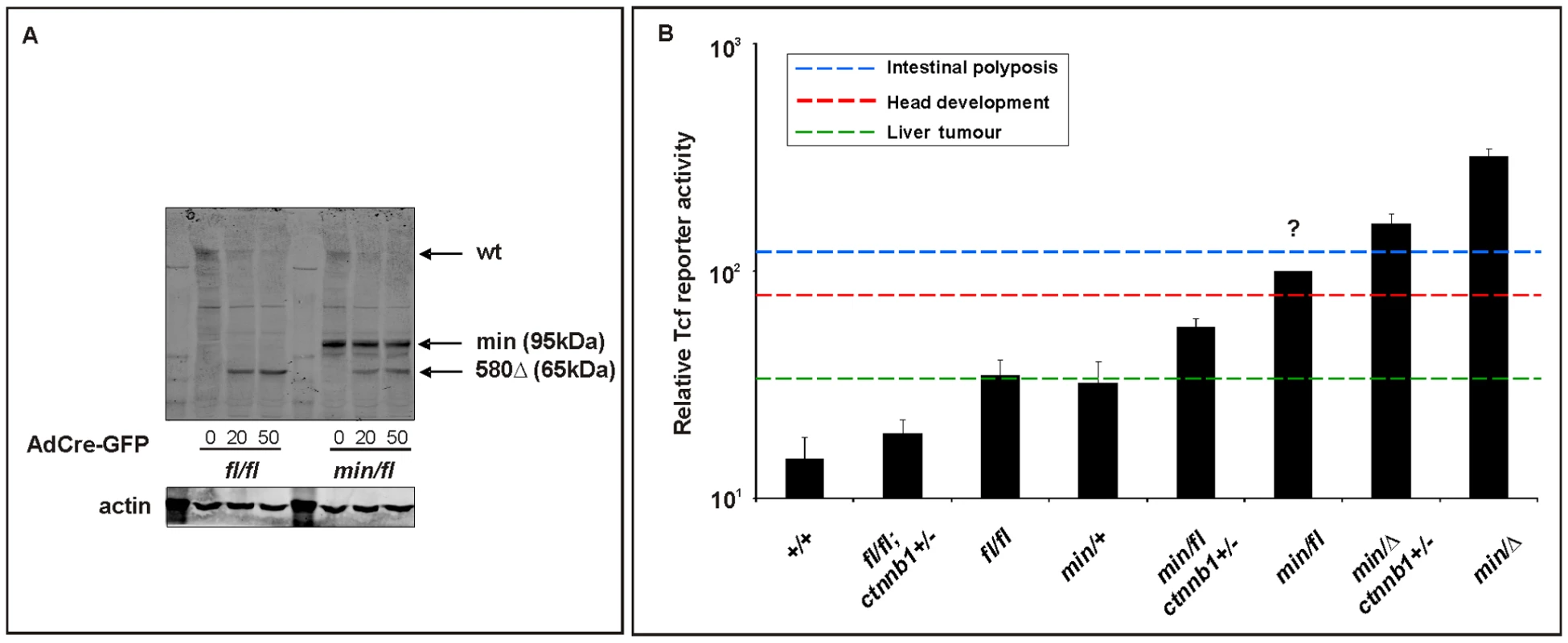 <i>In vitro</i> assessment of Wnt signaling in MEFs from <i>Apc</i> hypomorphic mice.