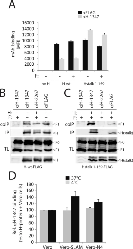 Receptor-induced conformational change in H detected by mAb αH-1347.