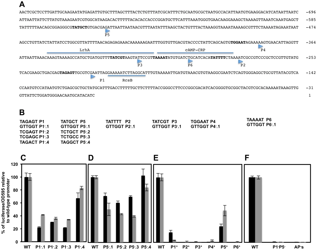 Effects of mutations in putative transcriptional start-sites within the <i>flhDC</i> promoter region on <i>flhDC</i> operon transcription.
