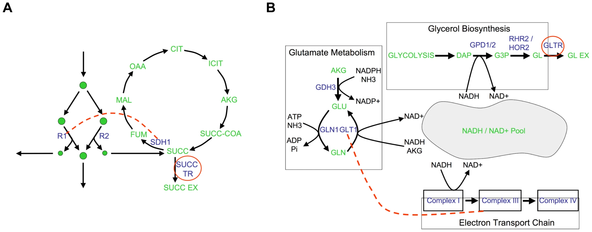Examples of epistatic interactions (red dashed lines) with respect to flux phenotypes (red circles), overlaid on the corresponding metabolic pathways.