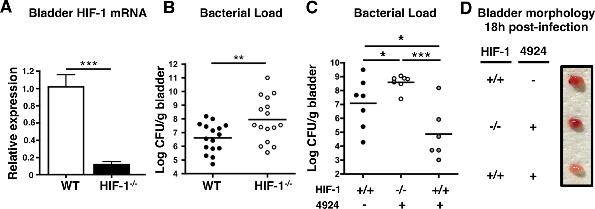 Mice lacking HIF-1 in their bladder epithelium are more susceptible to UPEC urinary tract colonization.
