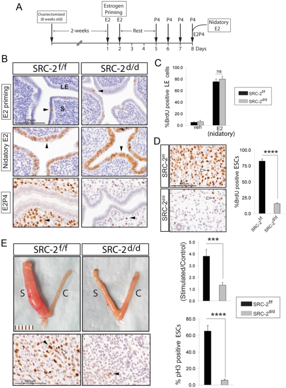 Endometrial receptivity requires SRC-2 dependent ESC proliferation in the mouse.