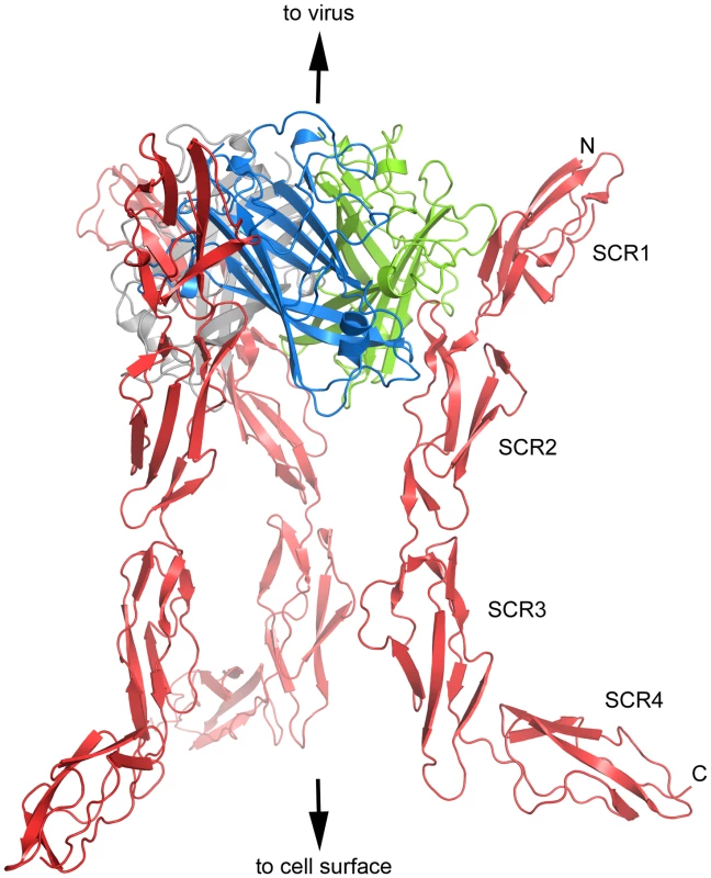 Overall structure of CD46-4D in complex with the Ad11 knob.