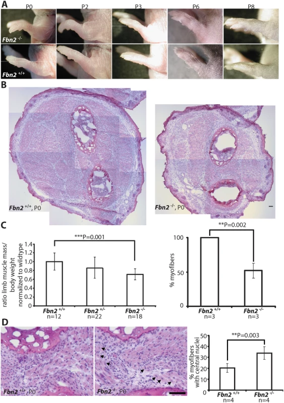 Forelimb contractures, reduced muscle mass and altered muscle morphology in P0 <i>Fbn2</i> null mice.