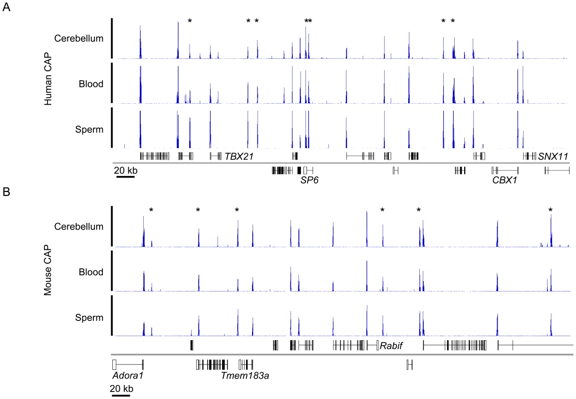 Typical CAP-seq profiles for human and mouse tissues.