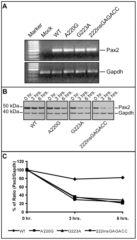 Comparison of <i>Pax2</i> mRNA steady-state levels and Pax2 protein stability in wild-type and mutant expression vector-transfected NIH/3T3 cells.