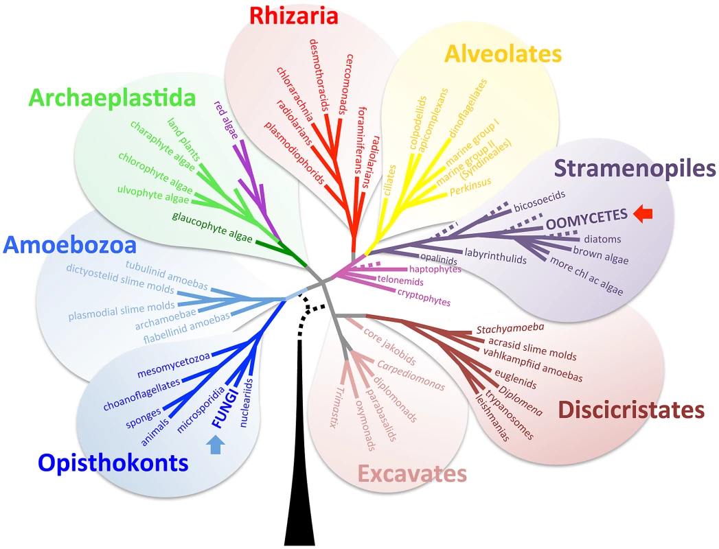Eukaryotic tree of life (adapted from Baldauf, <i>Science</i>, 2003 <em class=&quot;ref&quot;>[<b>1</b>]</em>, with her permission).