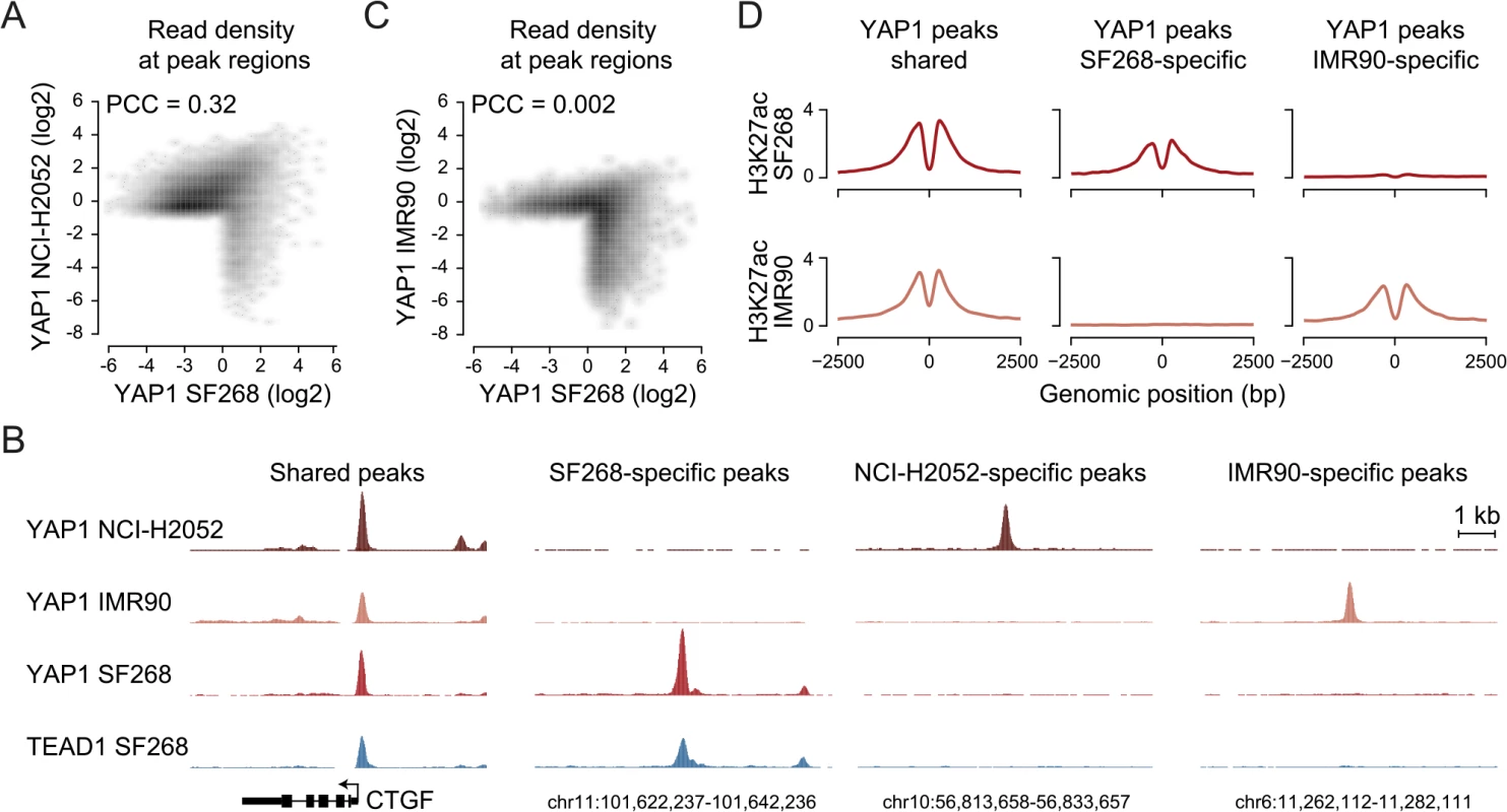 YAP1 binding sites largely overlap in cancer cell lines from distinct lineages.
