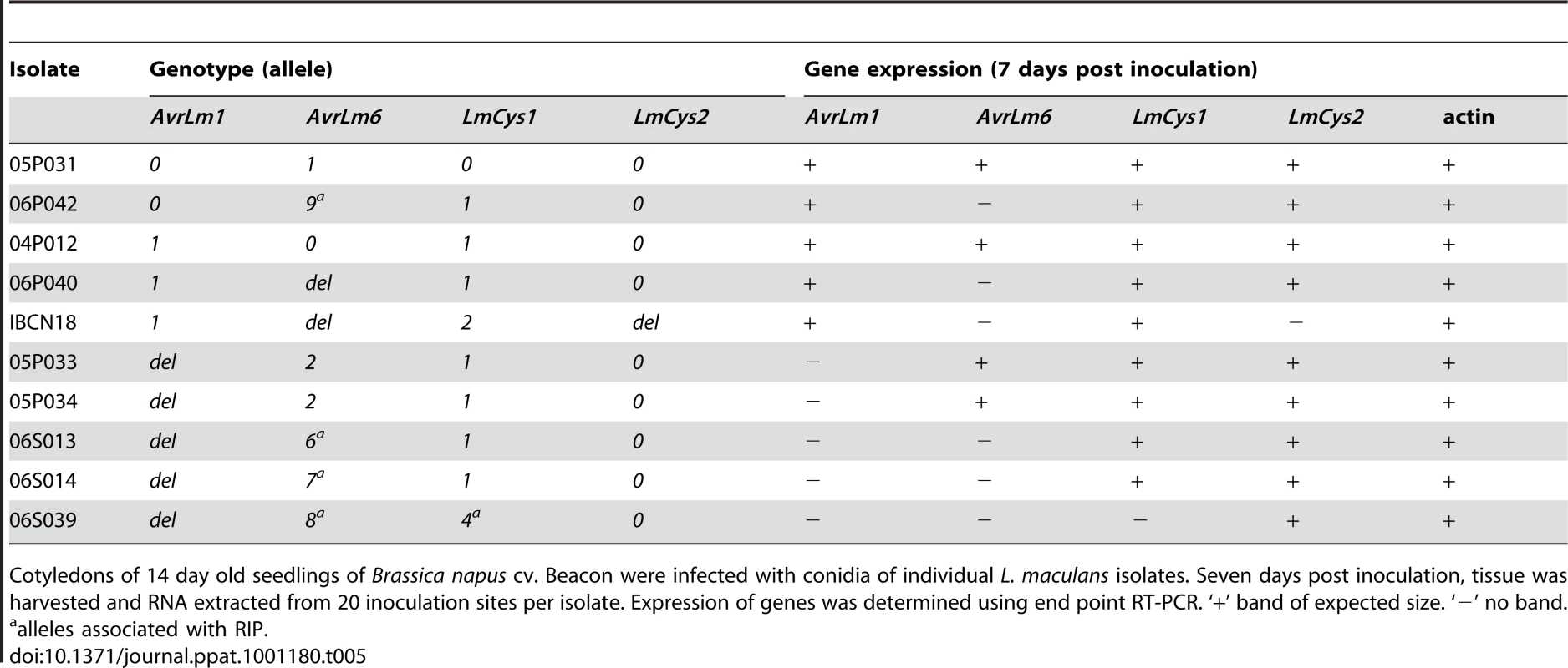 Expression analysis of <i>AvrLm1</i>, <i>AvrLm6</i>, <i>LmCys1</i> and <i>LmCys2</i> alleles in <i>Leptosphaeria maculans</i> isolates <i>in planta</i>.