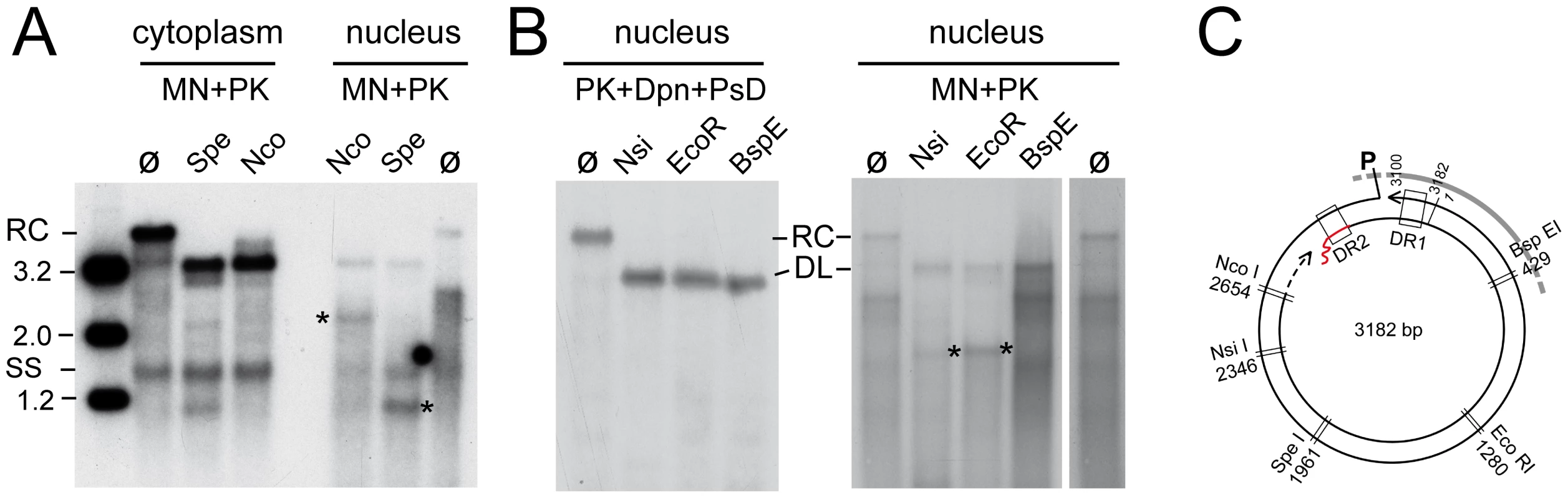 Restriction mapping of nuclear HBV rcDNA suggests genome region-selective MN accessibility.