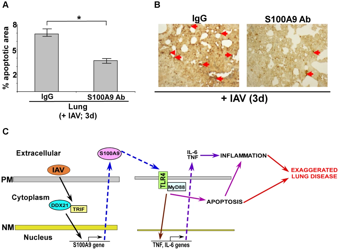 Extracellular S100A9 promotes optimal apoptosis in the lung of IAV infected mice.