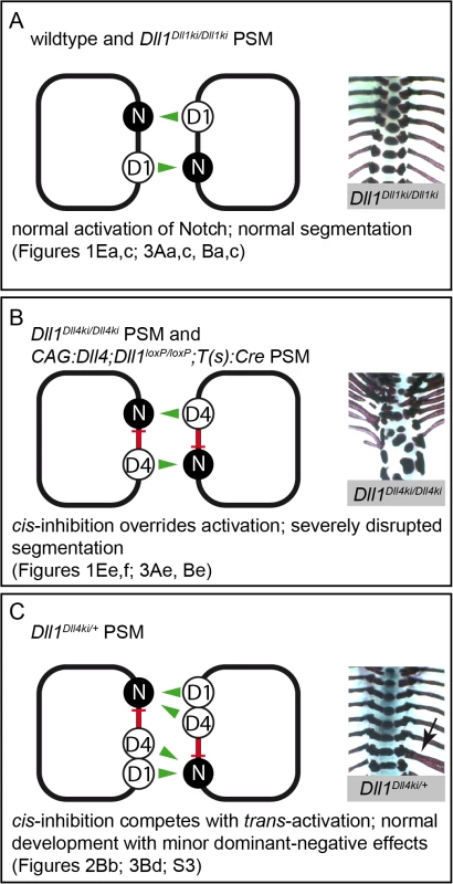 Model of Notch signalling in the PSM triggered by DLL1 and ectopic DLL4.
