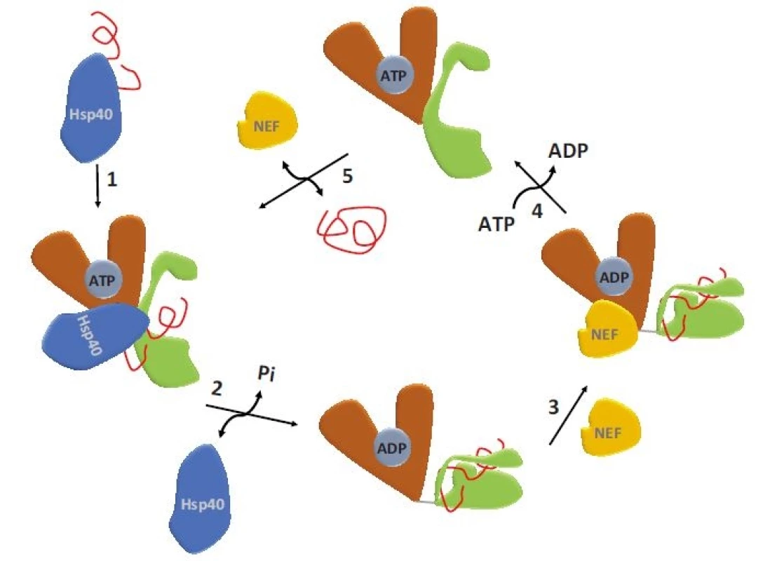 ATPázový cyklus HSP70.