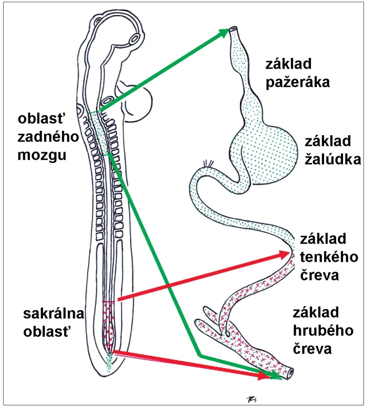 Oblasti neurálnej lišty, z ktorých pochádzajú prekurzorové bunky črevného nervového systému (podrobnejší opis v texte).
Fig. 3. Subdivisions of neural crest, from which the progenitor cells of the future enteric nervous system originate.