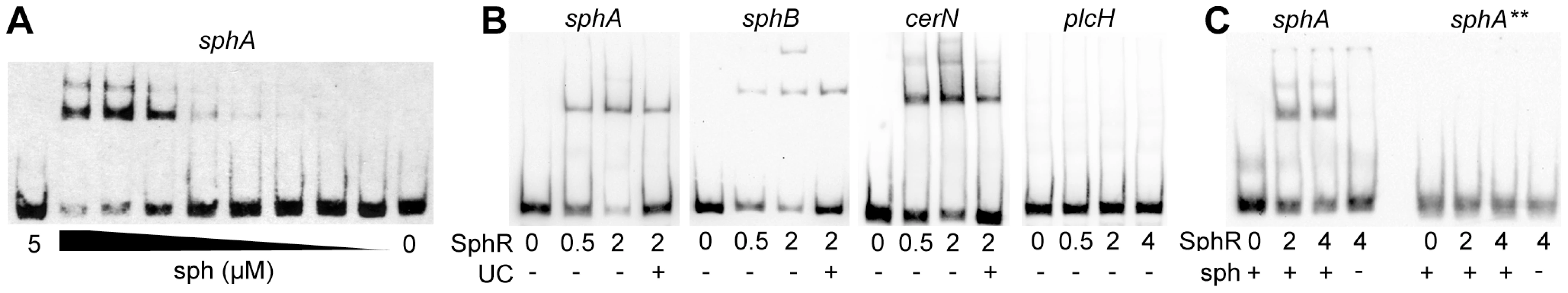 SphR directly binds to its target regulatory regions and binding is stimulated by sphingosine.