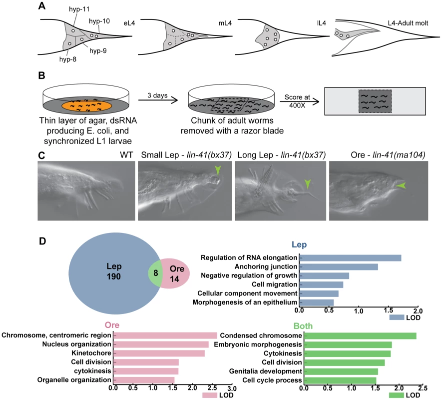 Overview of tail tip morphogenesis and the experimental design for the genome-wide RNAi screen for tail tip defects in male <i>C. elegans</i>.