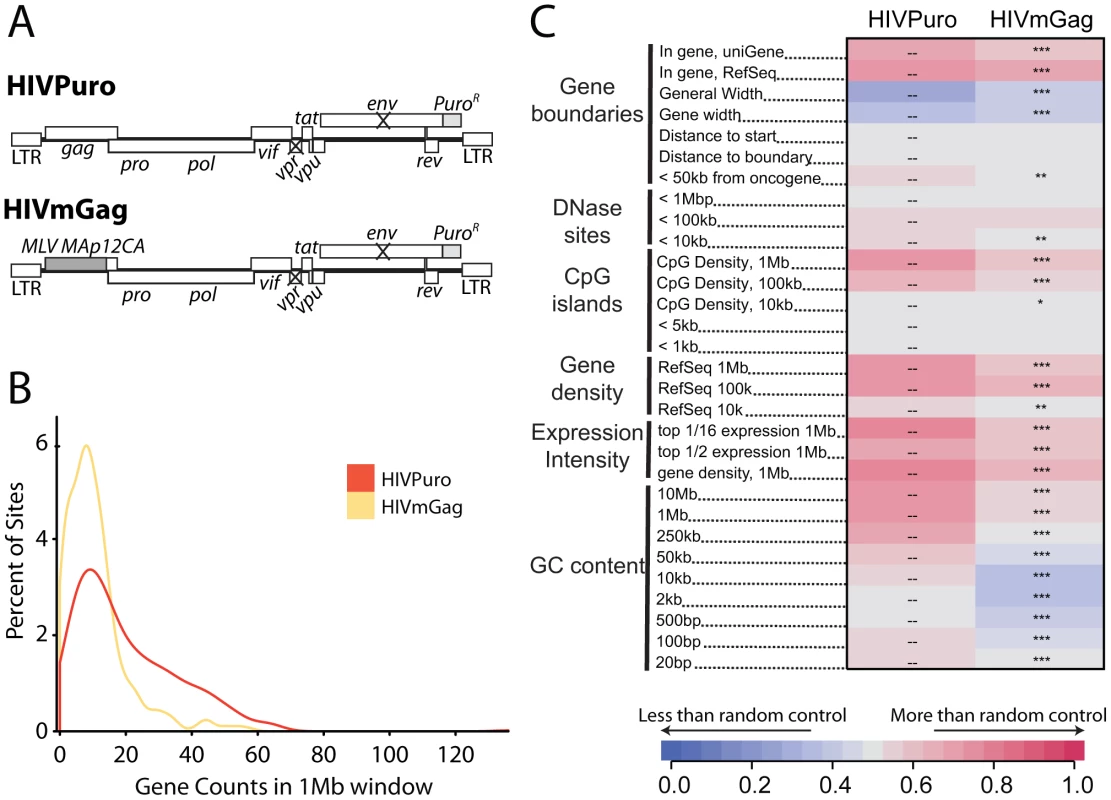 A chimeric derivative of HIV containing MLV <i>gag</i> (HIVmGag) shows reduced integration frequency in gene dense regions.