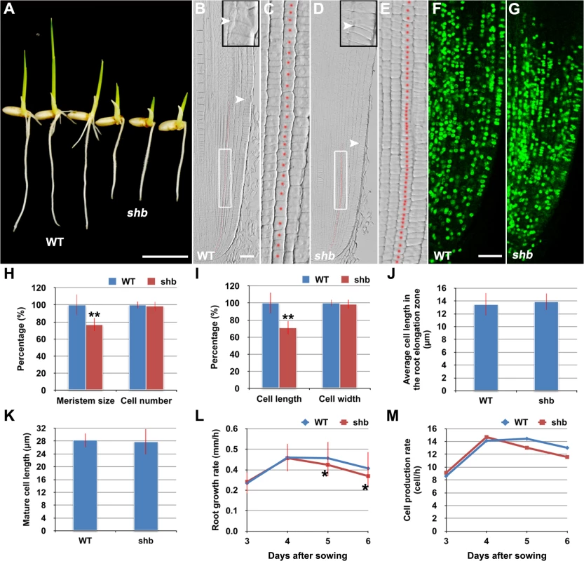 The <i>shb</i> mutation reduces the length of meristematic cortical cells and consequently the size of the root meristem in rice.