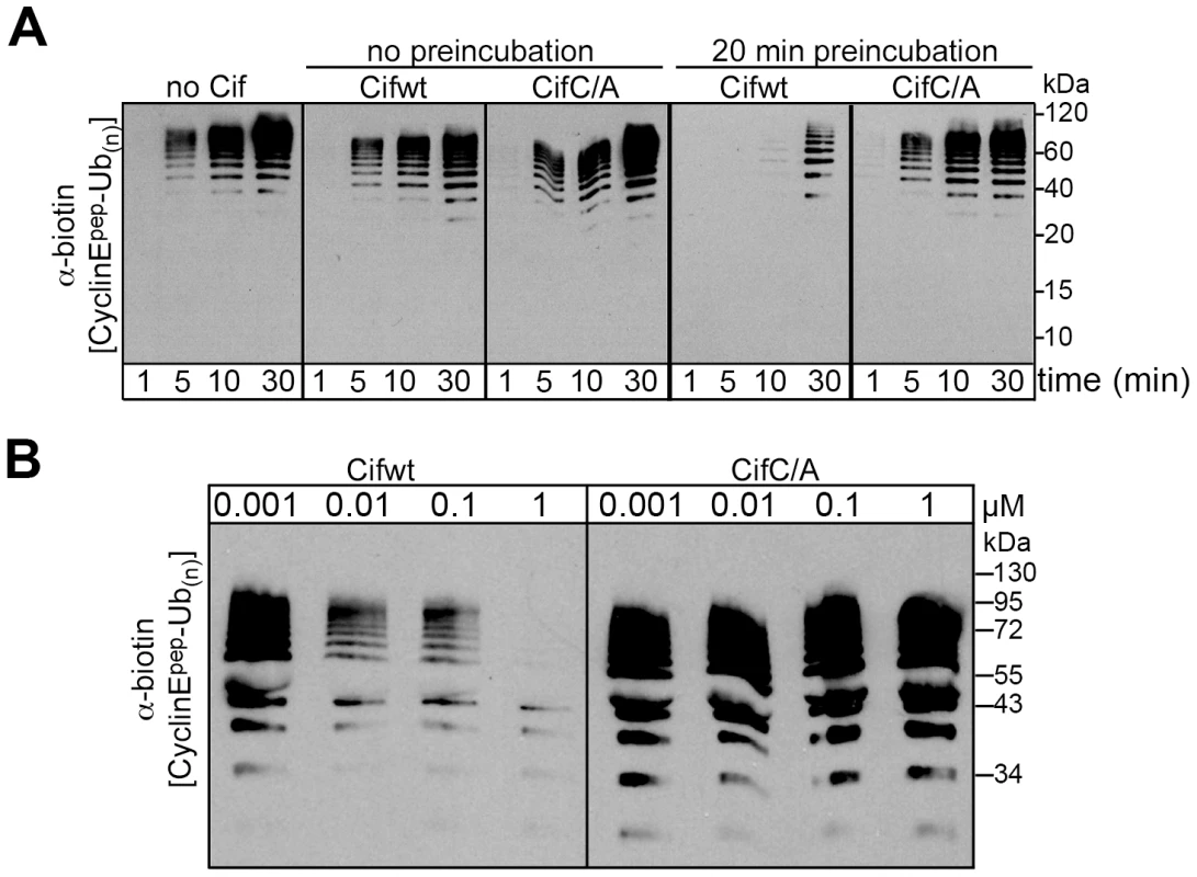 Cif decreases neddylated SCF-mediated substrate polyubiquitylation <i>in vitro</i>.
