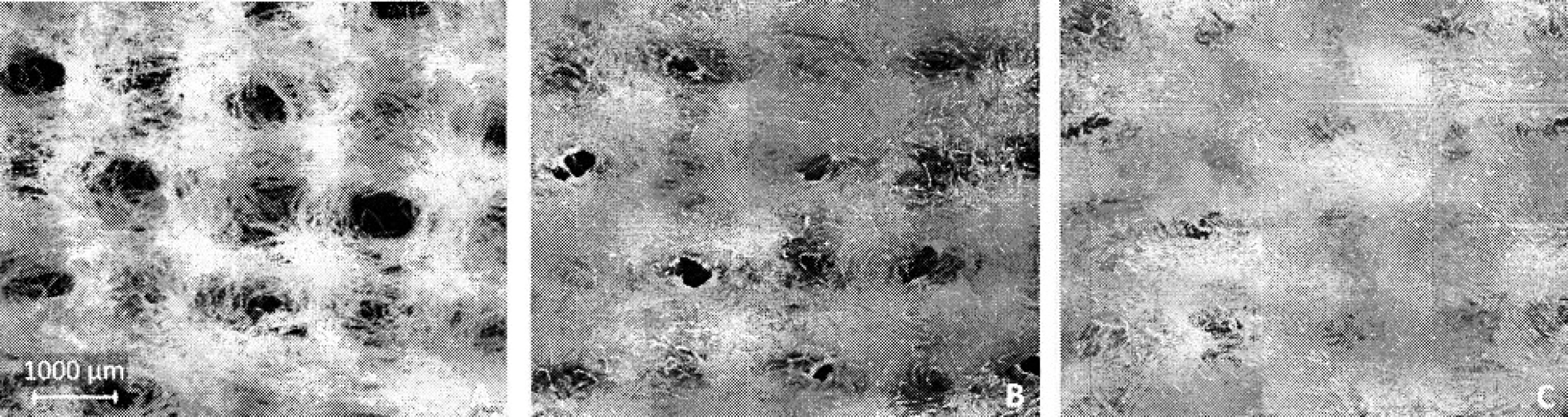 Mikroskopický vzhled povrchu kyselé formy CMC v podobě textilního krytí s DS 0,35 (zvětšení 7,5krát): (A) v suchém stavu, (B) po 15 min. v tlumivém roztoku fyziologickém o pH 7,2, (C) po 3 dnech v tlumivém roztoku fyziologickém o pH 7,2