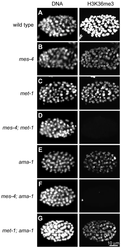 Two <i>C. elegans</i> HMTs, MES-4 and MET-1, perform H3K36 trimethylation and display different dependence on Pol II.