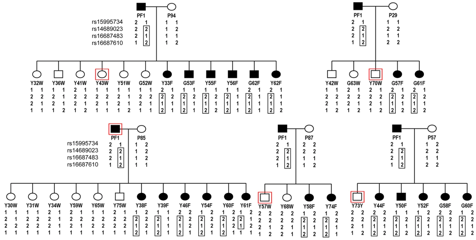 Pedigrees of frizzle chickens used for mapping of the frizzle locus by linkage analysis.