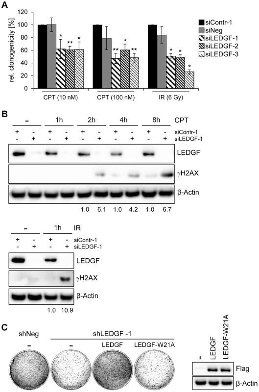 <i>LEDGF</i> silencing sensitizes HeLa cells towards genotoxic agents.