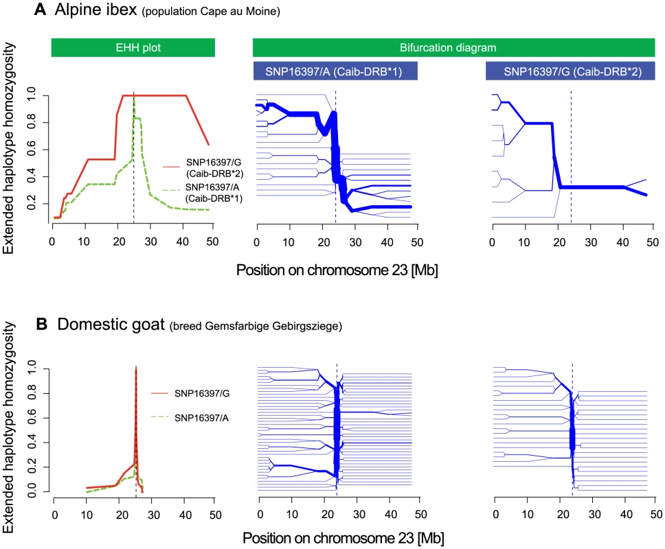 Extended haplotype homozygosity (EHH) plots and bifurcation diagrams.