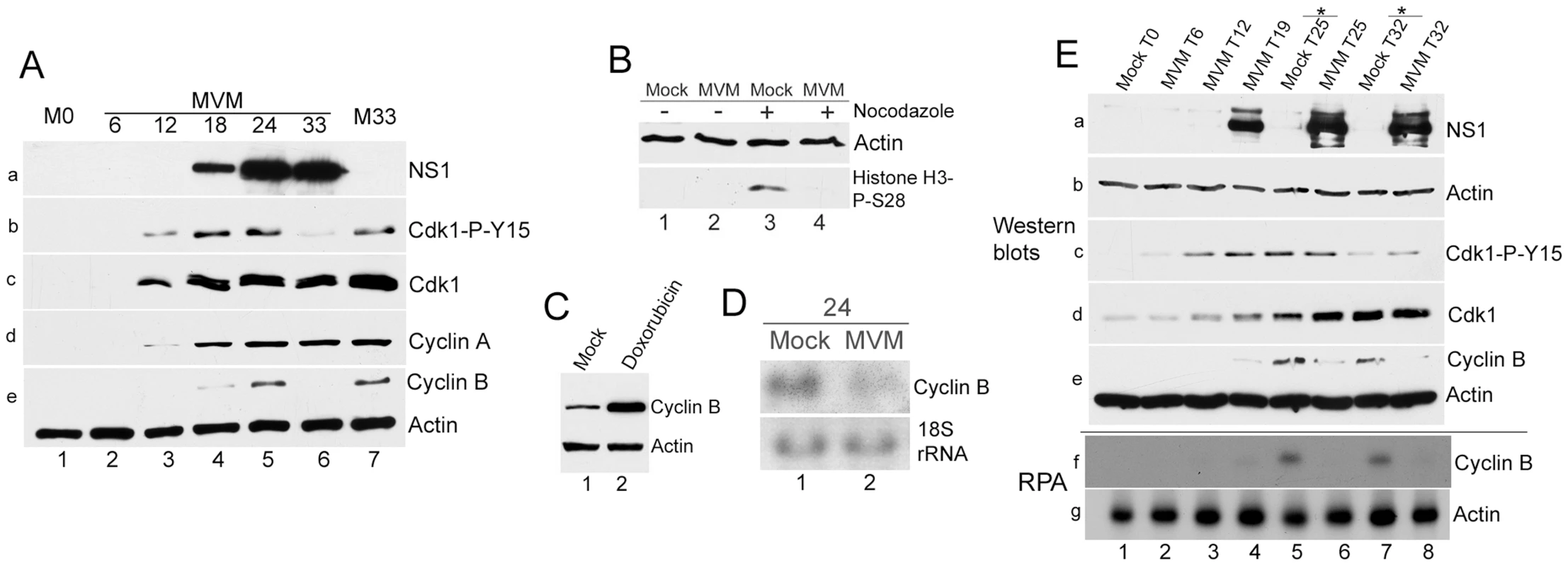 Virus-mediated downregulation of cyclin B1 RNA prevents mitotic entry.