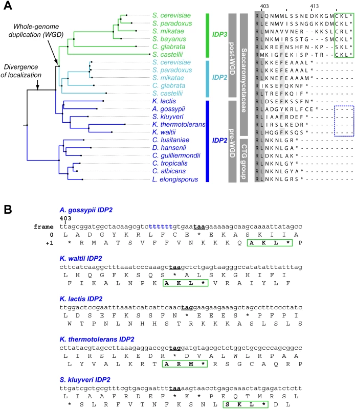 <i>IDP</i> localization diverged before the WGD via the emergence of cryptic PTS1 in the 3’UTR of the ancestral, Saccaromycetaceae <i>IDP2</i> genes.