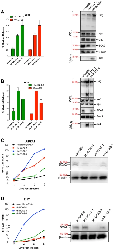 The targeted depletion of endogenous BCA2 results in increased virus release and replication.