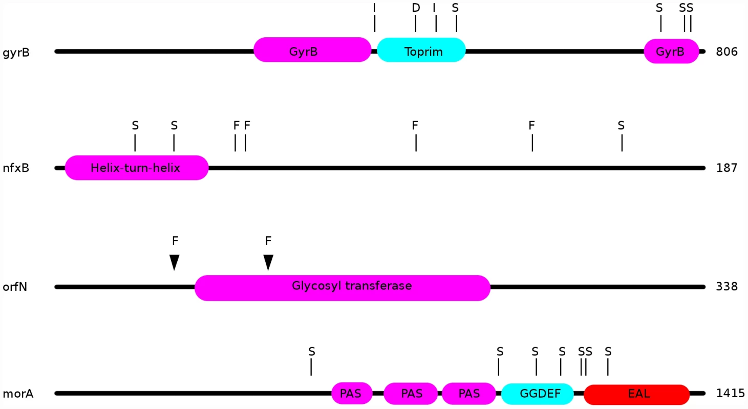 Locations of mutations in the ciprofloxacin resistance proteins nfxB, orfN, gyrB, and in the putatively mucin-adaptive protein morA.