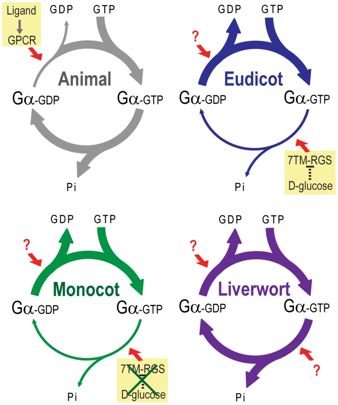 Model of G protein activation in the plant kingdom.