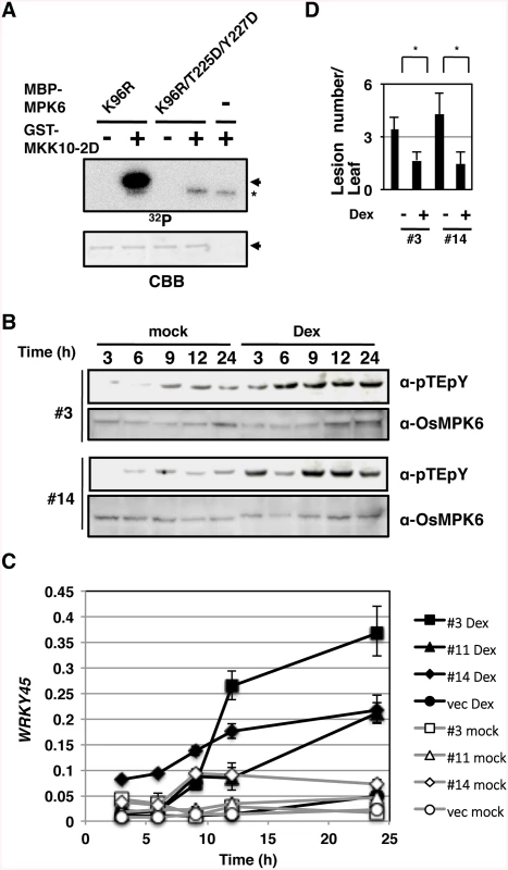 Activation of OsMPK6 is sufficient for the <i>WRKY45</i> induction and blast resistance.