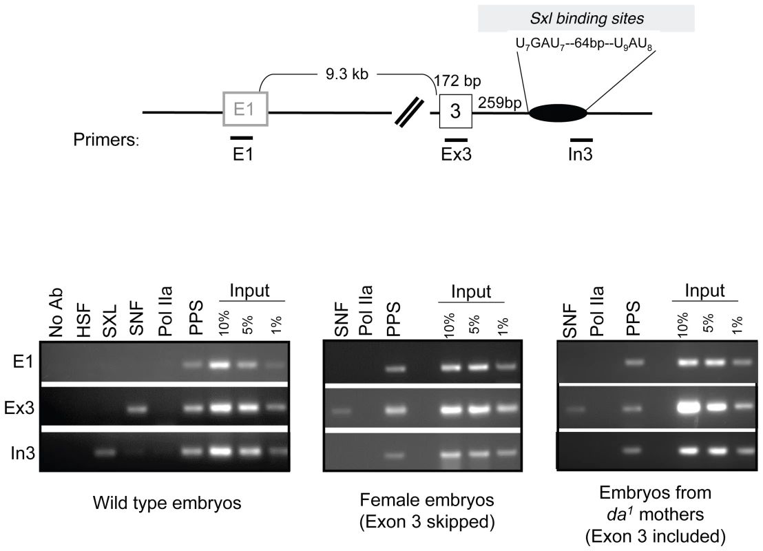 Accumulation of SXL, SNF, and PPS along the body of the <i>Sxl</i> gene in embryos.