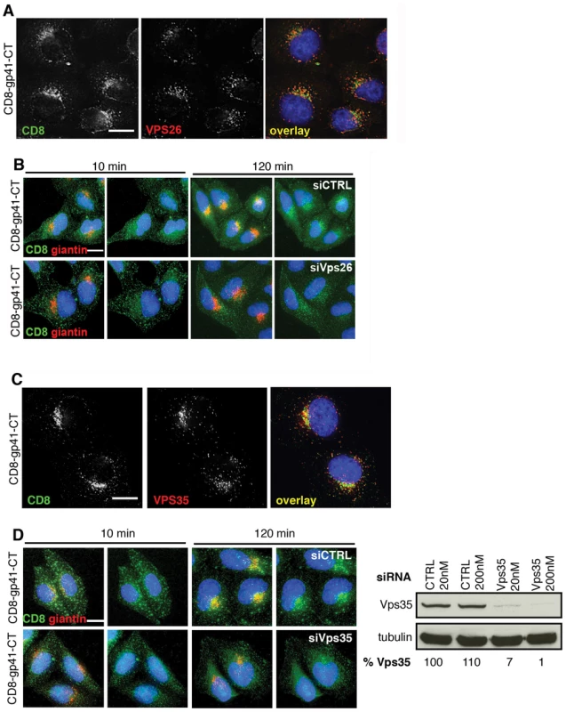 The gp41 cytoplasmic tail mediates retromer-dependent Golgi retrieval.