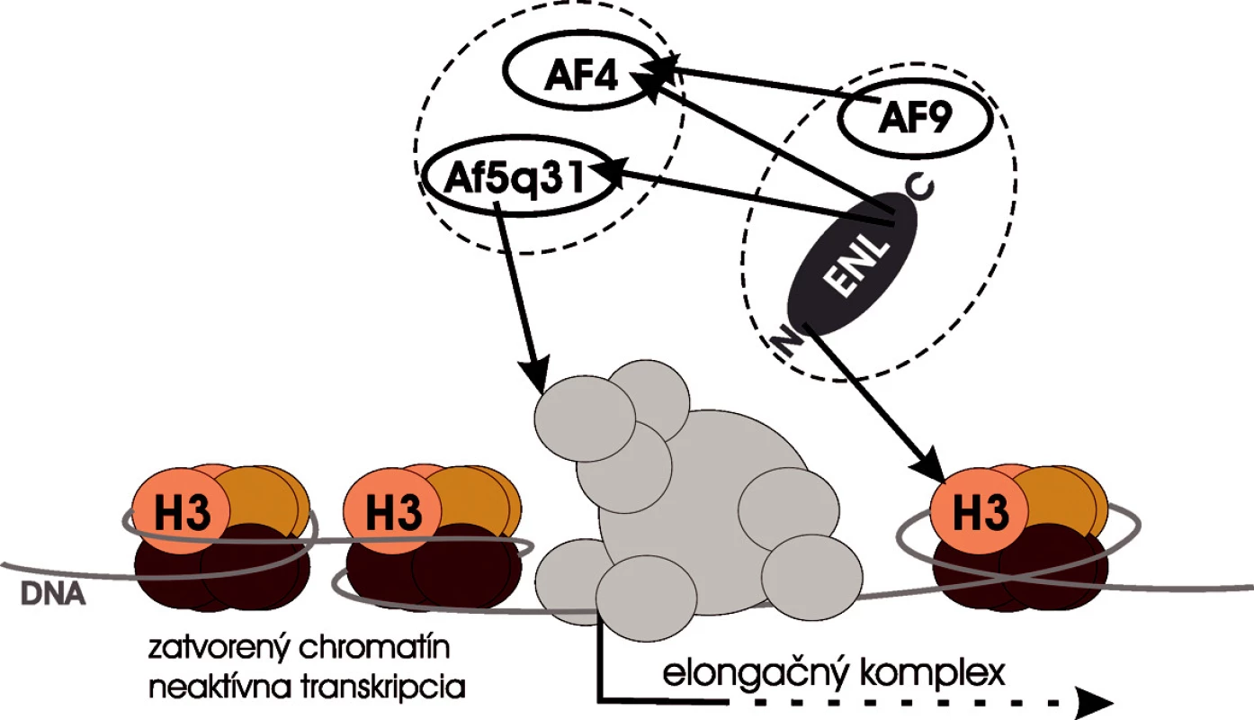 „MLL-web“. Najčastejšie nukleárne partnery MLL tvoria hypotetický proteínový komplex, v ktorom sú pospájané medzi sebou pomocou vzájomných interakcií. ENL zabezbečuje kontakt medzi komplexom a chromatínom. AF5q31 interaguje s elongačným komplexom (modifikované podľa 25).