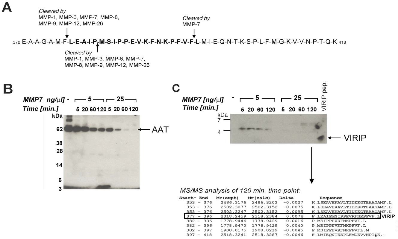 Proteolytic processing of AAT by MMP-7 generates VIRIP in vitro.