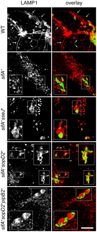 Immunofluorescence imaging of vacuoles enclosing various <i>Salmonella</i> strains.