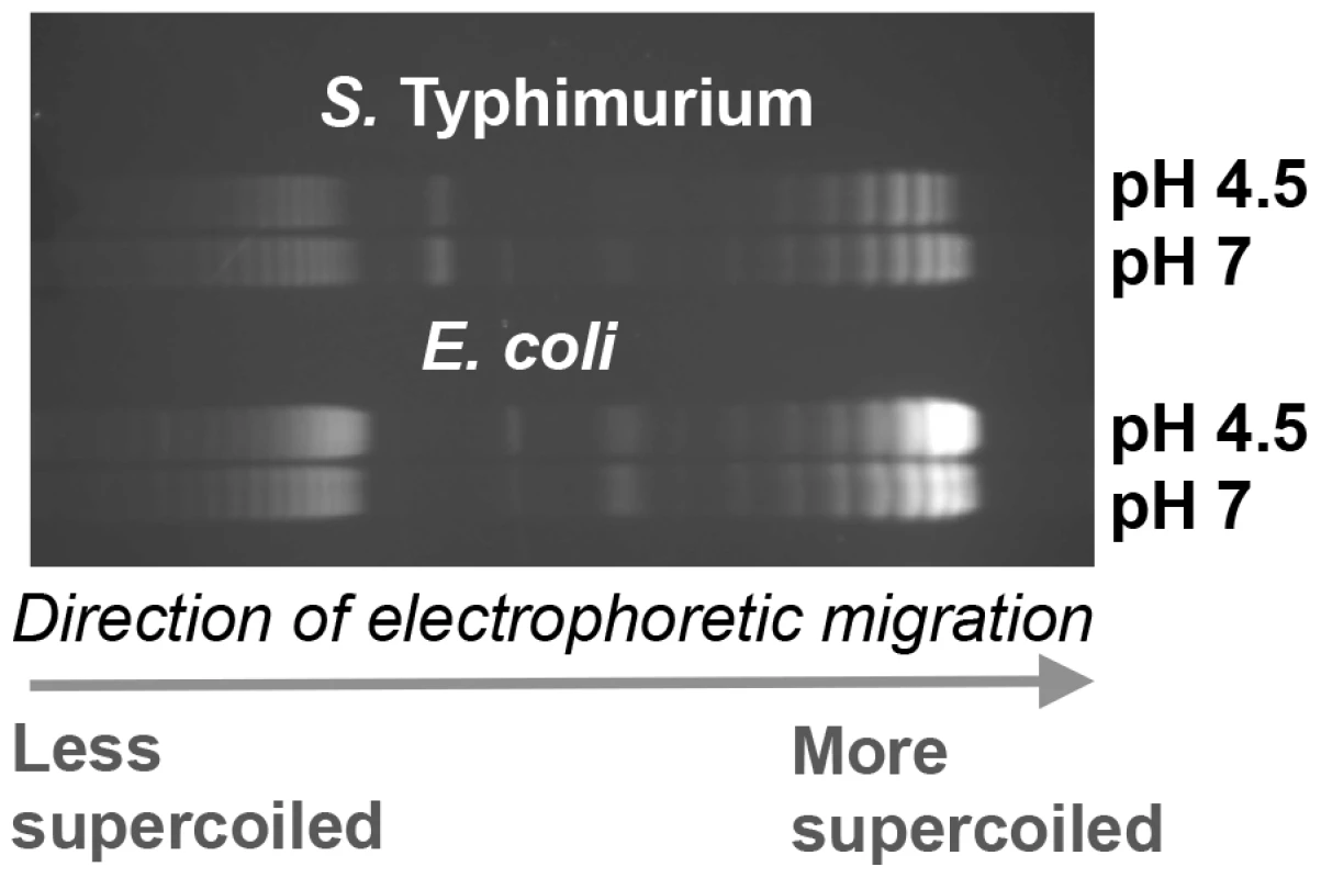 The effect of pH on DNA supercoiling in <i>Salmonella</i> Typhimurium strain SL1344 (top) and <i>E. coli</i> strain CSH50 (bottom).