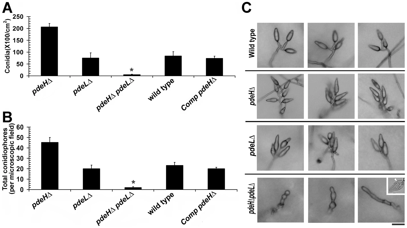 PdeH function regulates asexual development in <i>M. oryzae</i>.